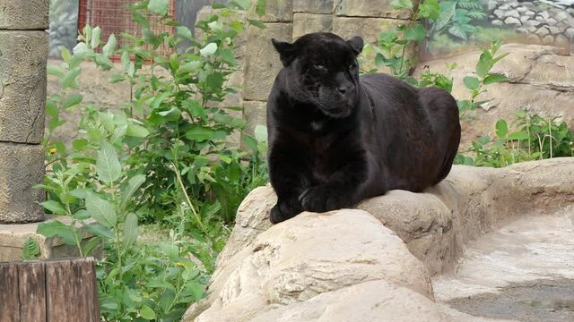 Black jaguar sitting on a stone.