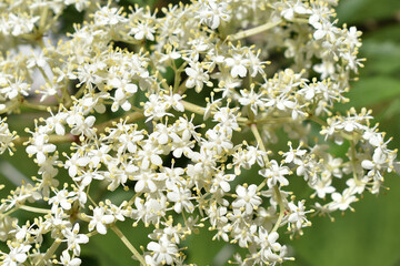 Holunder, Sambucus nigra, Blüte im Frühling, weiße Blüten von Holler