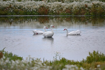 cisnes