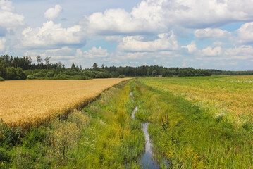 Beautiful countryside on a sunny summer day. A view of the meadow and already yellow cereals (barley) field. 
The barley area and the meadow are separated by a small river. Latvia