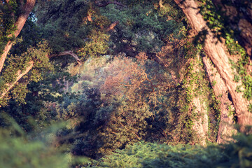 sunrise over cork oaks in the forest