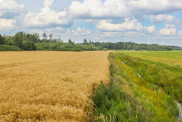 Fototapeta na wymiar Beautiful countryside on a sunny summer day. A view of the meadow and already yellow cereals (barley) field. The barley area and the meadow are separated by a small river. Latvia