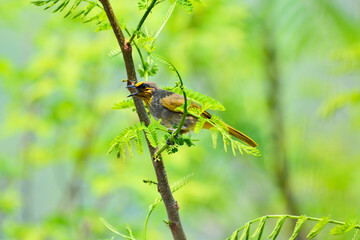 Pycnonotus finlaysoni is on a branch