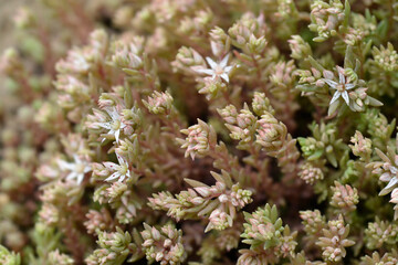 Spanish stonecrop