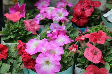 red flowers in the garden