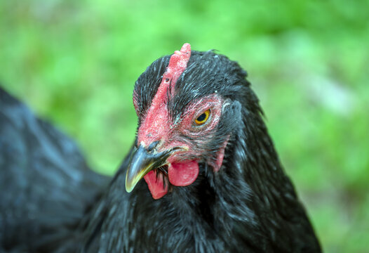 A close up look at the face of a black hen with a nicely blured background to draw attention to the face.