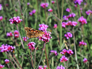 Butterfly burdock drinks nectar on a verbena flower