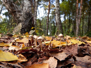 Inedible mushrooms in the autumn forest