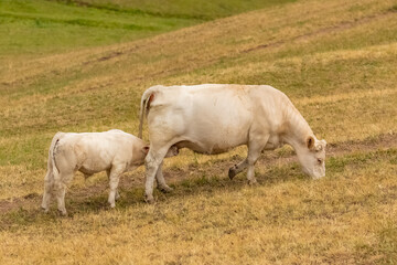 Calf who sucks the cow’s udders, cows in a field
