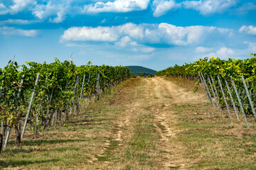 Fototapeta na wymiar Vineyard in Tokaj, north of Hungary