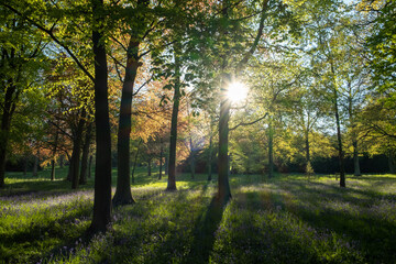 Evening sun beams shine through a forest filled with tall trees and bluebells.