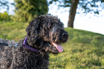 Happy black labradoodle smiling in a scenic green park.