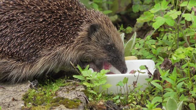Close up of a wild hedgehog eating cat food in back garden in England