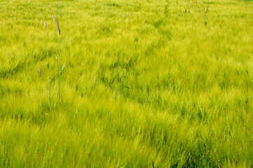 Obraz na płótnie Canvas beautiful summer landscape green rippling field of wheat