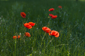 Fototapeta na wymiar Red poppies in the meadow sunny summer day