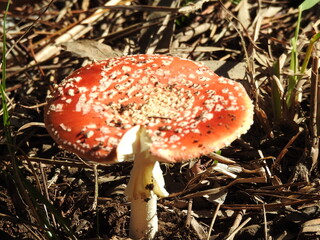 amanita m3