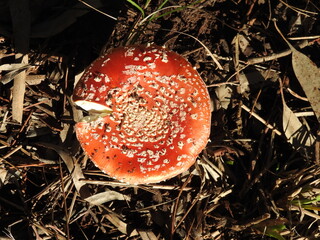 amanita m2