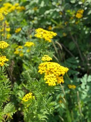yellow flowers in spring