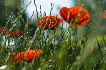 Red poppies close up in summer sunny day.