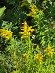 yellow flowers in the garden
