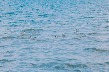 Fototapeta premium seagulls swim on the sea