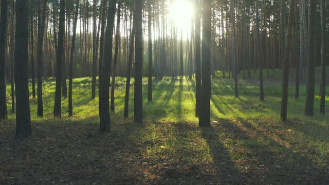 Fairy tale morning forest sun. Sunrise in pine forest, Drone flies between tall green trees in bright sun beams.