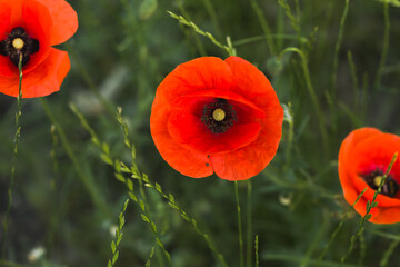 Three red poppies on green grass background