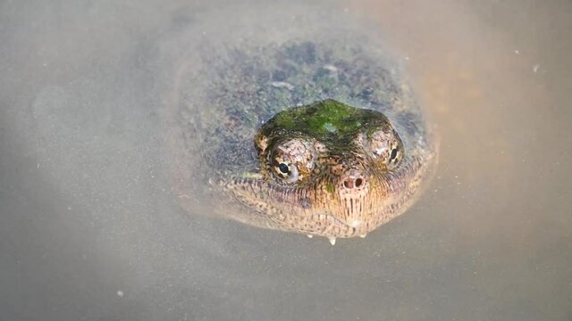 Common snapping turtle in a pond