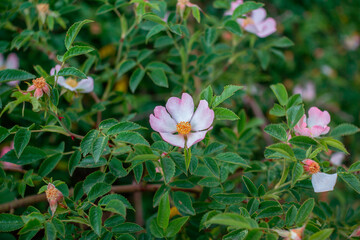 Beautiful blooming tea rose bush with pink flowers. Spring nature.