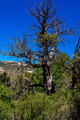 I found some interesting dead tree patterns on the Clark Springs Trail in the Granite Mountain Recreation Area of Prescott, Arizona.