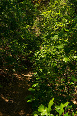 The Clark Springs Trail in the Granite Basin Recreation Area of Prescott, Arizona, goes through many canopies of forest trees.