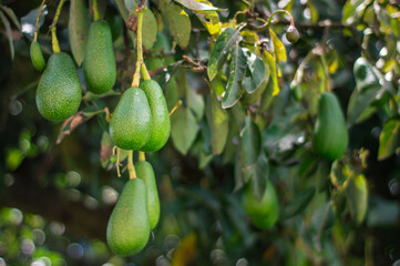 Árbol de aguacate