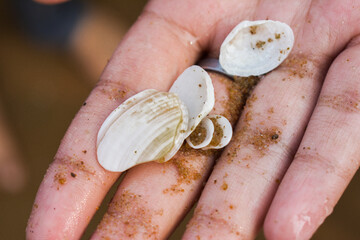 a handful of oyester shells with some sand at puri sea beach