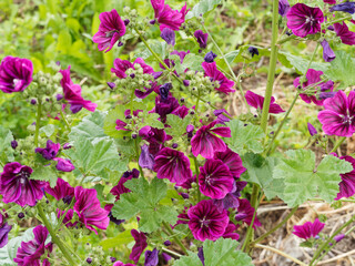 Malva sylvestris, grande mauve aux fleurs en coupe aux pétales en forme de coeur, rose mauve foncé à veines violacées dans un feuillage à limbe palmé, lobé, denté vert moyen le long d'une haute tige