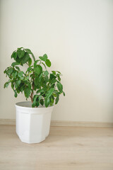 green plant in a white pot on a wooden floor against white wall, copy space