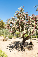 Fototapeta na wymiar Plant Prickly pear cactus