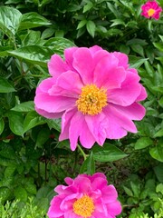 Peony Flower