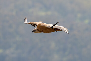 griffon vulture in flight with wings deployed