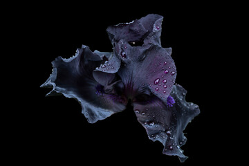 Isolate Black iris flower on a black background.