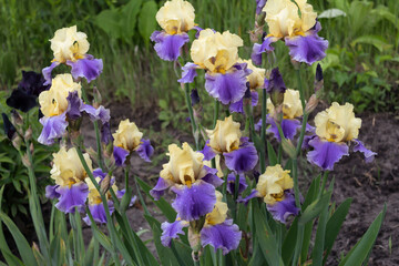 A large bush of beautiful yellow-blue irises blooms in the garden.