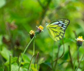 greenish yeloow butterfly sitting  on a flower in the forest