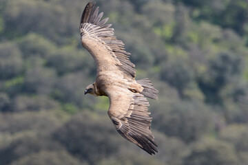 griffon vulture in flight with wings deployed