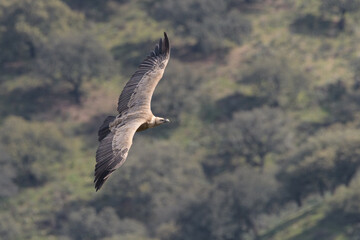 griffon vulture in flight with wings deployed