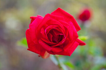 Macro shot of a beautiful red bush rose named 