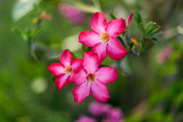 Pink frangipani flowers in the garden