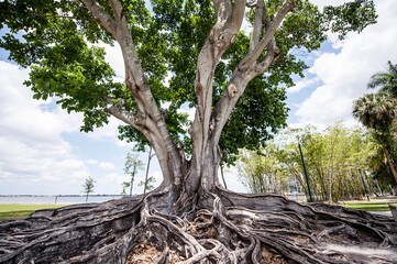 Massive Mysore Fig Tree at Fort Myers Florida