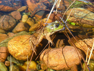 Green frog floating above stones in clear water 