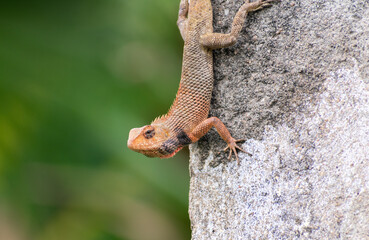 chameleon clinging to a wall raising its head 