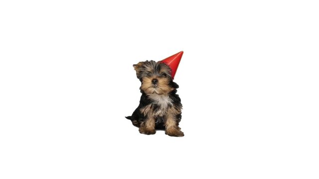 puppy in a red hat on white background