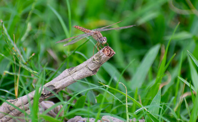 dragonfly on a dry bamboo twig